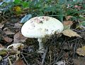 120px-amanita_citrina_1.jpg