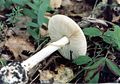 120px-amanita_citrina_2.jpg