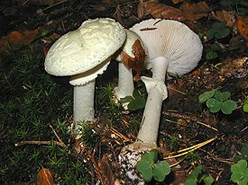 275px-amanita_citrina_r.jpg